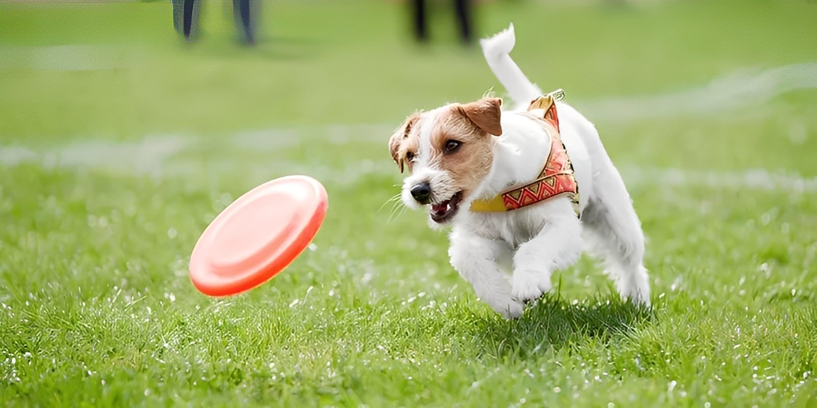 Pet Course Puppy Training Classes | Class Description